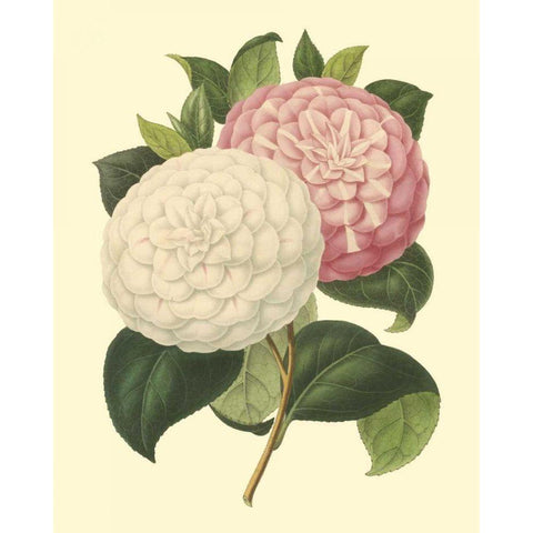 Camellia Garden IV Black Modern Wood Framed Art Print with Double Matting by Verschaffelt