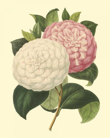 Camellia Garden IV Black Ornate Wood Framed Art Print with Double Matting by Verschaffelt