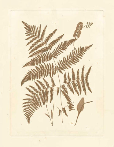 Sepia Ferns I Black Ornate Wood Framed Art Print with Double Matting by Vision Studio