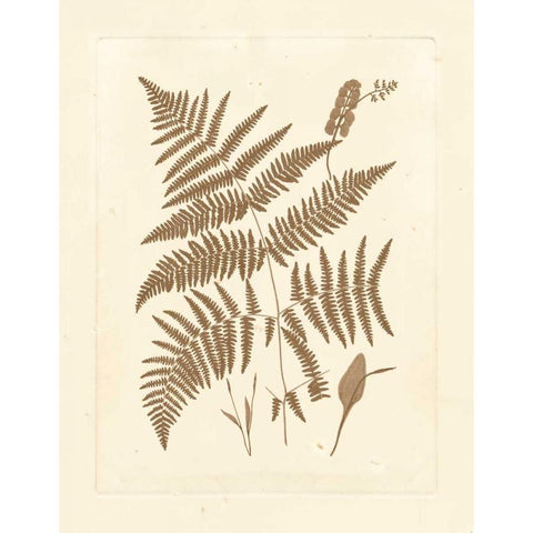 Sepia Ferns I Black Modern Wood Framed Art Print with Double Matting by Vision Studio