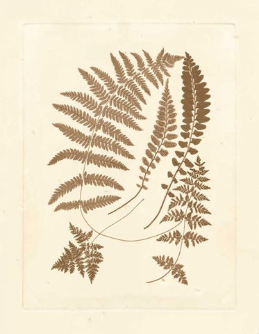 Sepia Ferns II White Modern Wood Framed Art Print with Double Matting by Vision Studio