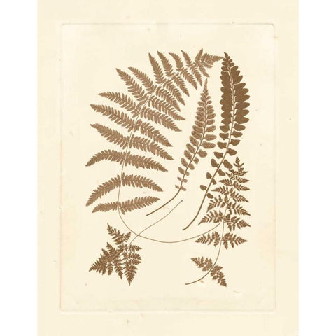 Sepia Ferns II Black Modern Wood Framed Art Print with Double Matting by Vision Studio