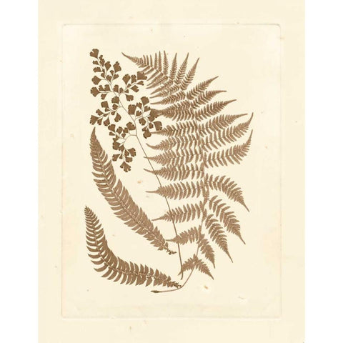 Sepia Ferns III White Modern Wood Framed Art Print by Vision Studio