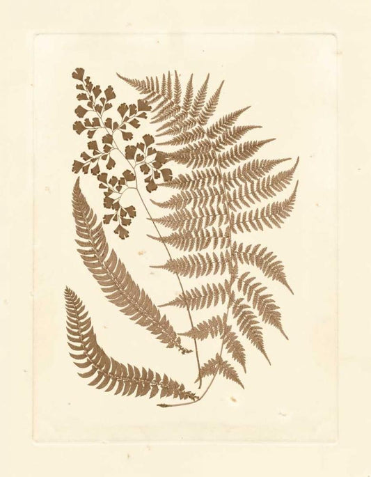 Image Only