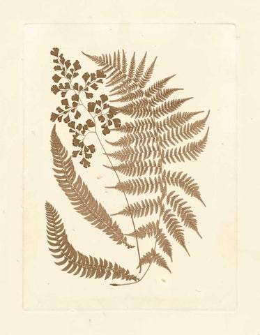 Sepia Ferns III Black Ornate Wood Framed Art Print with Double Matting by Vision Studio