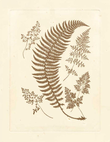 Sepia Ferns IV Black Ornate Wood Framed Art Print with Double Matting by Vision Studio