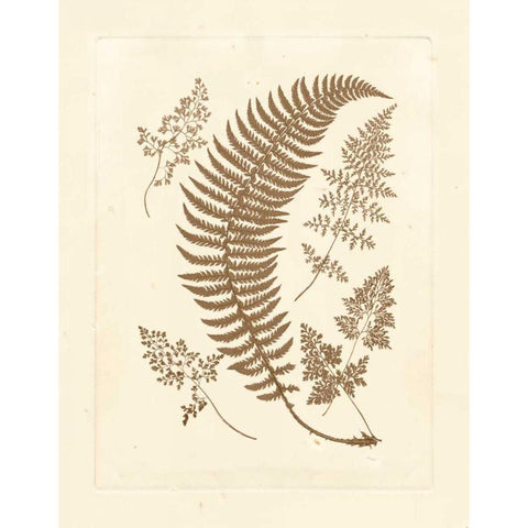 Sepia Ferns IV Black Modern Wood Framed Art Print with Double Matting by Vision Studio