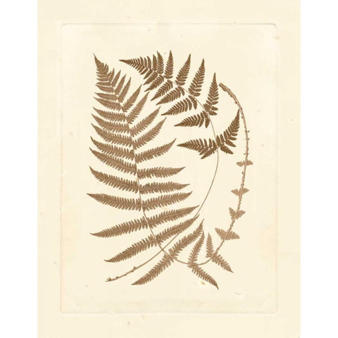 Sepia Ferns V White Modern Wood Framed Art Print by Vision Studio