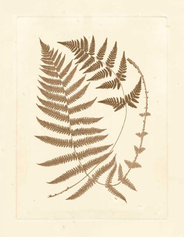 Sepia Ferns V White Modern Wood Framed Art Print with Double Matting by Vision Studio