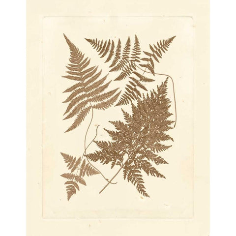 Sepia Ferns VI Black Modern Wood Framed Art Print with Double Matting by Vision Studio