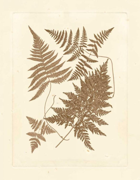 Image Only