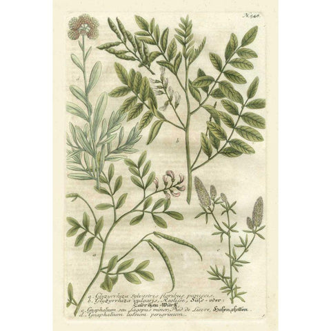 Weinmanns Garden II Gold Ornate Wood Framed Art Print with Double Matting by Weinmann, Johann