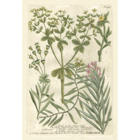 Weinmanns Garden III White Modern Wood Framed Art Print by Weinmann, Johann