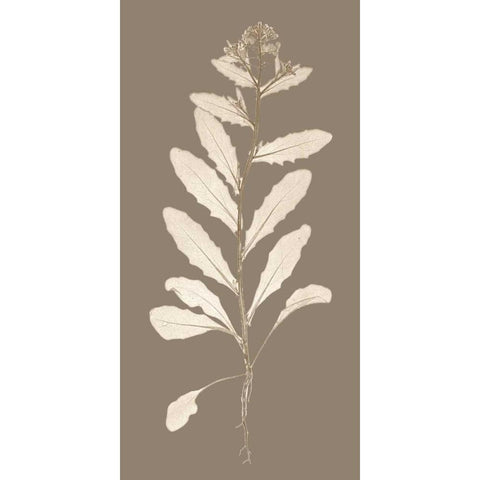 Taupe Nature Study IV Gold Ornate Wood Framed Art Print with Double Matting by Vision Studio