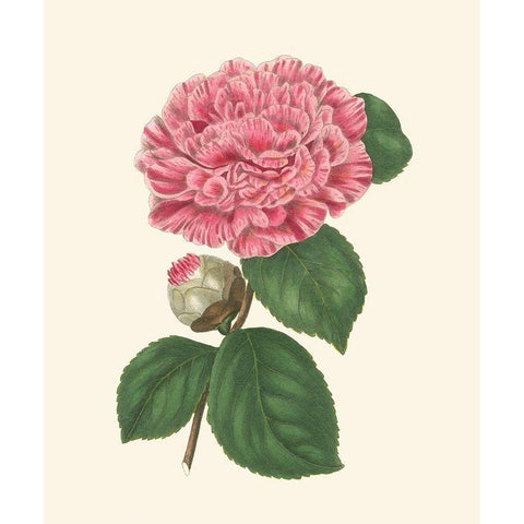 Summer Blush I Black Modern Wood Framed Art Print with Double Matting by Smith, E. D.