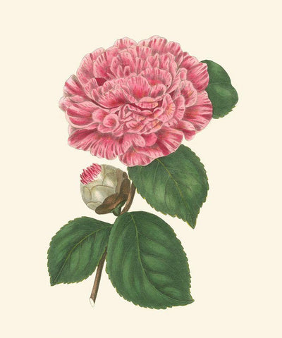 Summer Blush I White Modern Wood Framed Art Print with Double Matting by Smith, E. D.