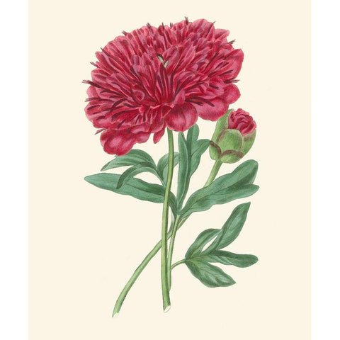 Summer Blush II Gold Ornate Wood Framed Art Print with Double Matting by Smith, E. D.