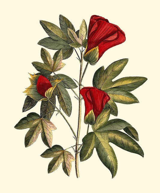 Image Only