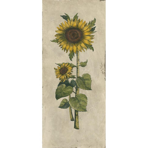 Sunflower Fresco II Black Modern Wood Framed Art Print with Double Matting by Vision Studio