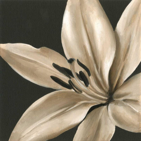 Classical Blooms III Black Modern Wood Framed Art Print by Harper, Ethan