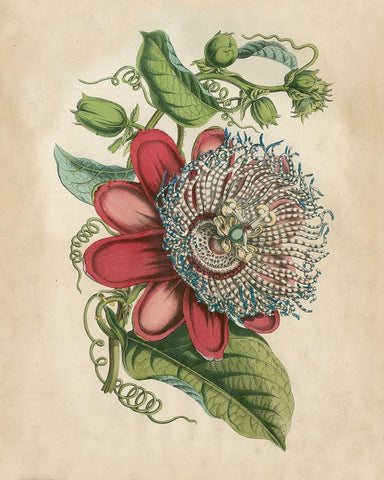 Tropical Beauty I Black Ornate Wood Framed Art Print with Double Matting by Wiek, John