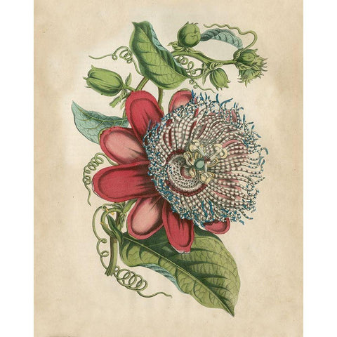 Tropical Beauty I Gold Ornate Wood Framed Art Print with Double Matting by Wiek, John