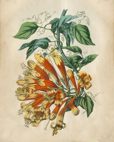 Tropical Beauty II Black Ornate Wood Framed Art Print with Double Matting by Wiek, John