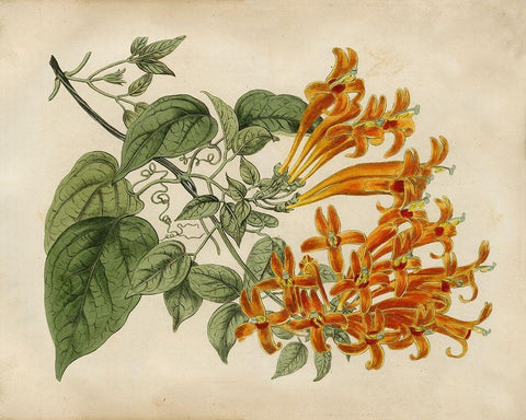 Tropical Beauty III Black Ornate Wood Framed Art Print with Double Matting by Edwards, Sydenham