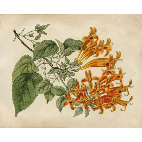 Tropical Beauty III Black Modern Wood Framed Art Print with Double Matting by Edwards, Sydenham