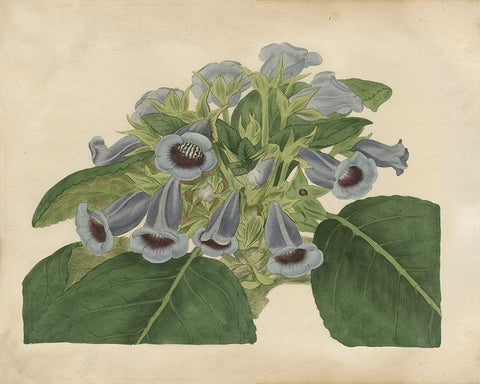 Tropical Beauty IV Black Ornate Wood Framed Art Print with Double Matting by Edwards, Sydenham