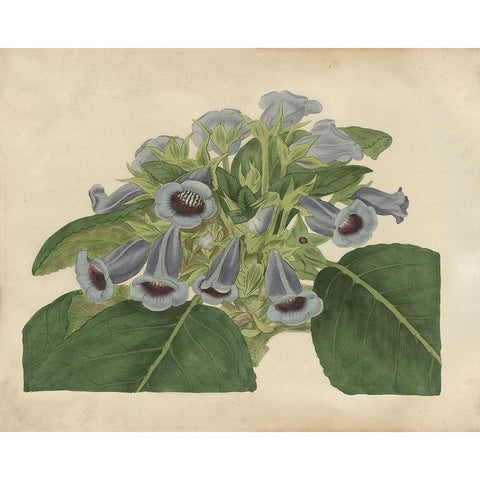 Tropical Beauty IV White Modern Wood Framed Art Print by Edwards, Sydenham