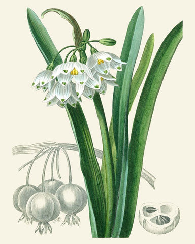 Les Fleurs Blanches I Black Ornate Wood Framed Art Print with Double Matting by Unknown