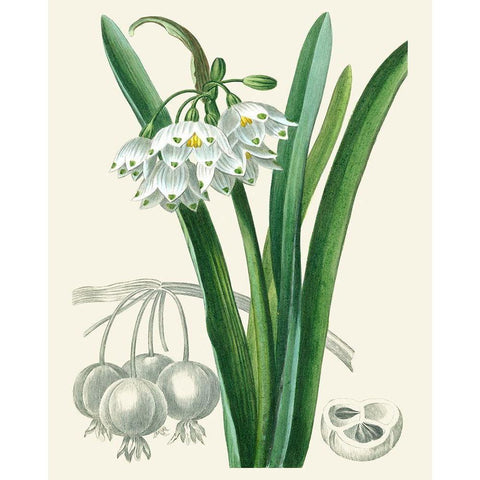 Les Fleurs Blanches I Black Modern Wood Framed Art Print by Unknown