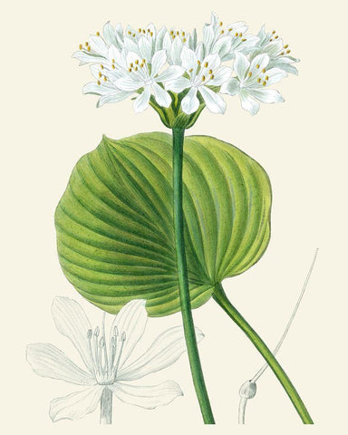 Les Fleurs Blanches II White Modern Wood Framed Art Print with Double Matting by Unknown