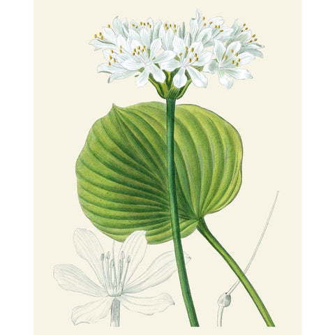 Les Fleurs Blanches II Black Modern Wood Framed Art Print with Double Matting by Unknown