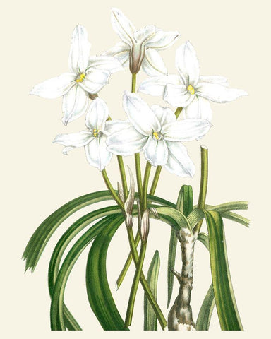 Les Fleurs Blanches III White Modern Wood Framed Art Print with Double Matting by Unknown