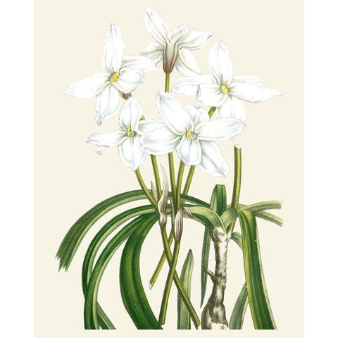 Les Fleurs Blanches III White Modern Wood Framed Art Print by Unknown