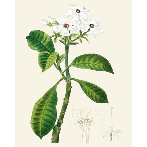 Les Fleurs Blanches IV Black Modern Wood Framed Art Print by Unknown