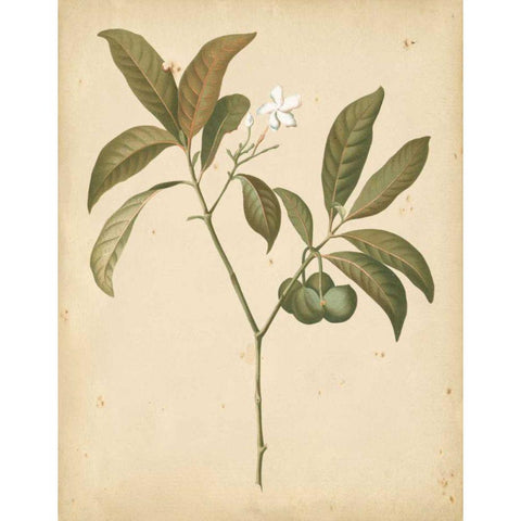 Natures Greenery V White Modern Wood Framed Art Print by Unknown