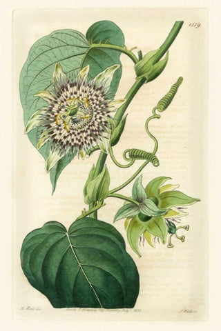 Antique Passionflower I White Modern Wood Framed Art Print with Double Matting by Hart, M.