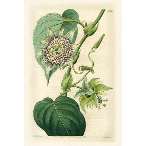 Antique Passionflower I Black Modern Wood Framed Art Print with Double Matting by Hart, M.