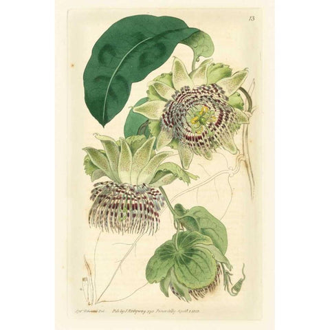 Antique Passionflower II Black Modern Wood Framed Art Print with Double Matting by Hart, M.