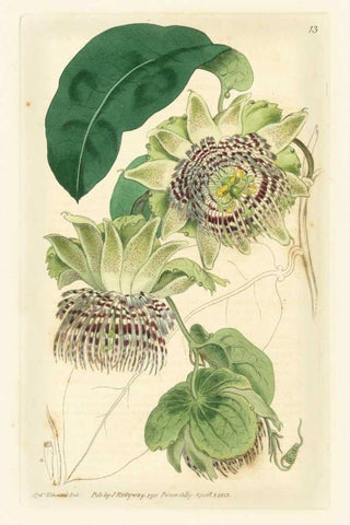 Antique Passionflower II White Modern Wood Framed Art Print with Double Matting by Hart, M.