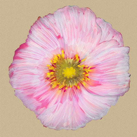Poppy Blossom III Black Ornate Wood Framed Art Print with Double Matting by Ludwig, Alicia