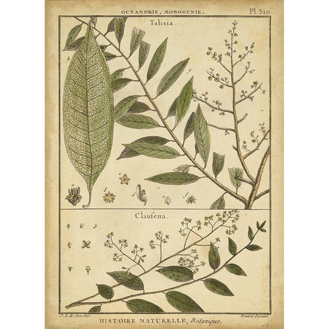 Diderot Antique Ferns I Black Modern Wood Framed Art Print with Double Matting by Diderot, Denis
