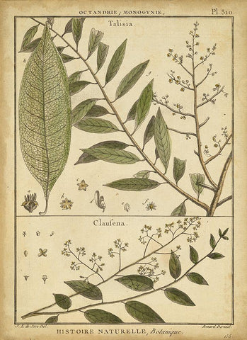 Diderot Antique Ferns I Black Ornate Wood Framed Art Print with Double Matting by Diderot, Denis
