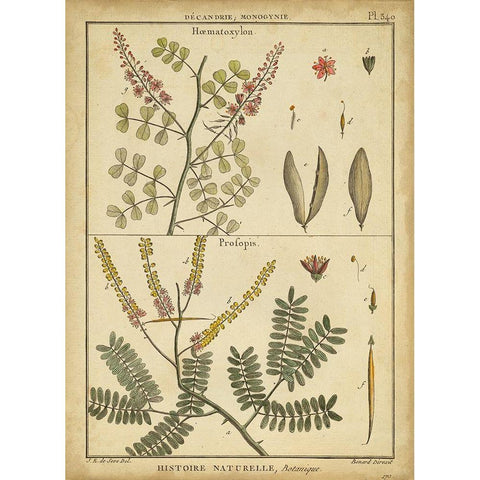 Diderot Antique Ferns II Black Modern Wood Framed Art Print with Double Matting by Diderot, Denis