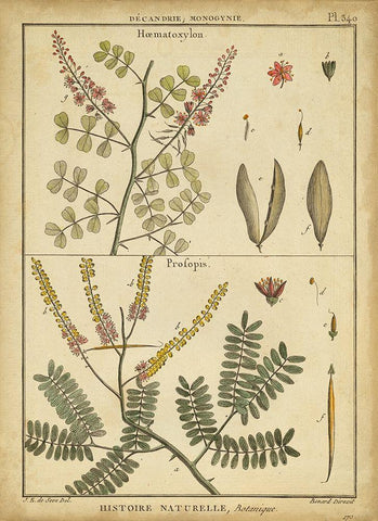 Diderot Antique Ferns II White Modern Wood Framed Art Print with Double Matting by Diderot, Denis