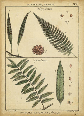 Diderot Antique Ferns III Black Ornate Wood Framed Art Print with Double Matting by Diderot, Denis