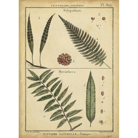Diderot Antique Ferns III Gold Ornate Wood Framed Art Print with Double Matting by Diderot, Denis